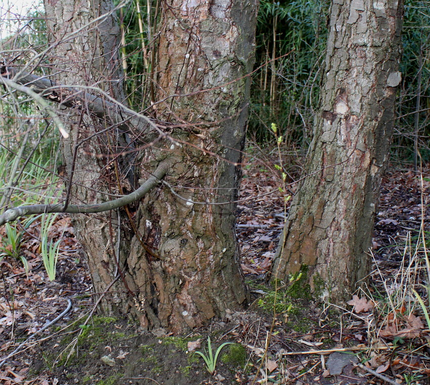 Изображение особи Nothofagus pumilio.