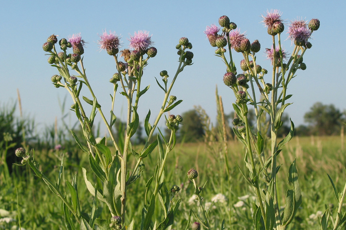 Изображение особи Cirsium setosum.