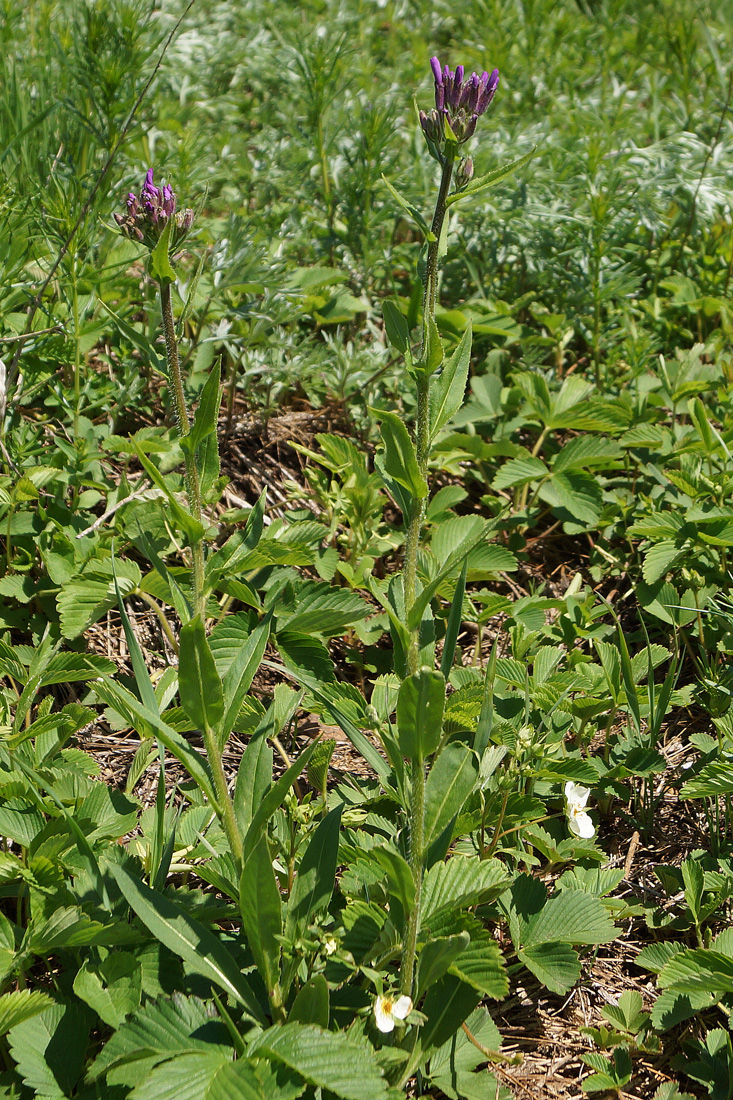 Image of Hesperis sibirica specimen.