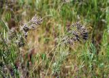 Poa bulbosa подвид vivipara. Соцветия. Волгоградская обл., оз. Эльтон. 19.05.2007.