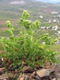 Potentilla geoides. Зацветающее растение. Южный Берег Крыма, гора Аю-Даг. 20.04.2014.