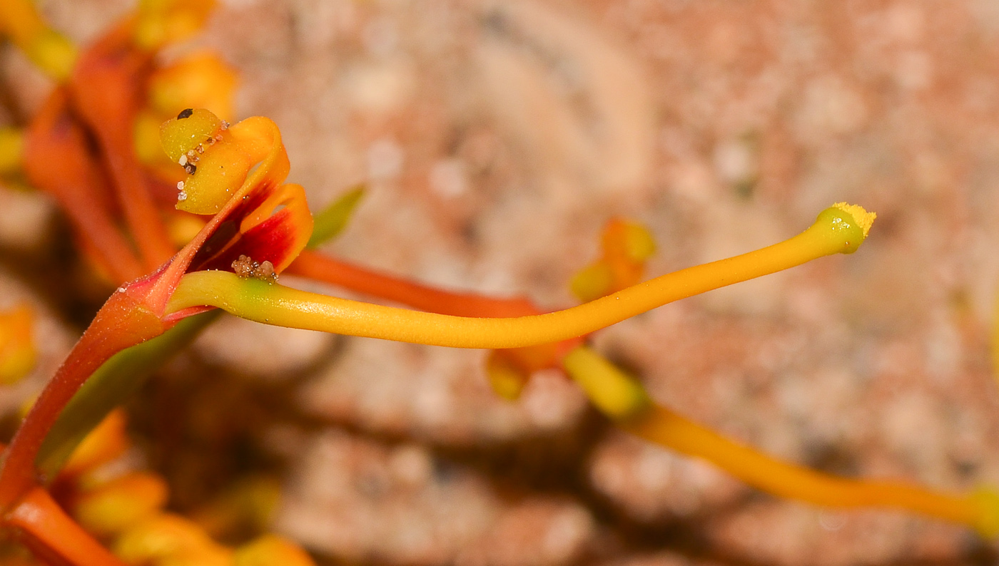 Изображение особи Grevillea robusta.