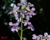 Hesperis matronalis