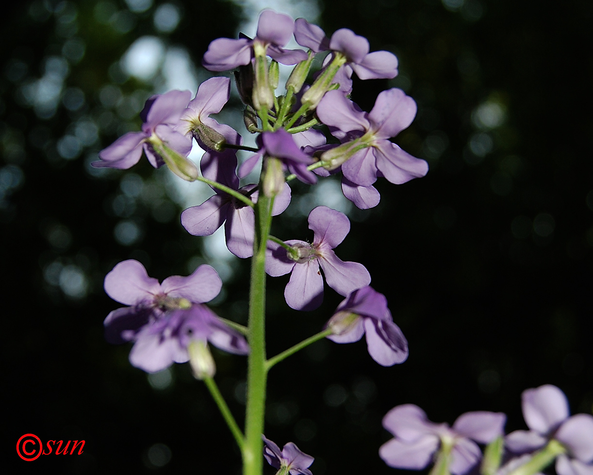 Image of Hesperis matronalis specimen.