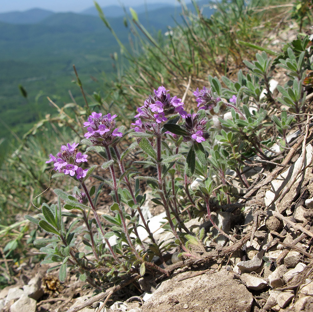 Изображение особи Thymus markhotensis.