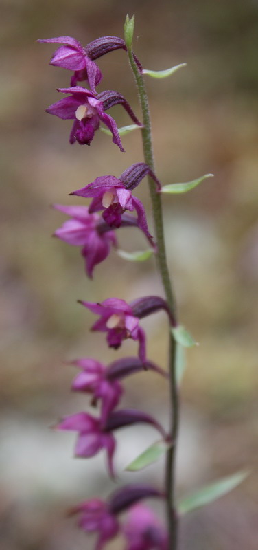 Image of Epipactis atrorubens specimen.