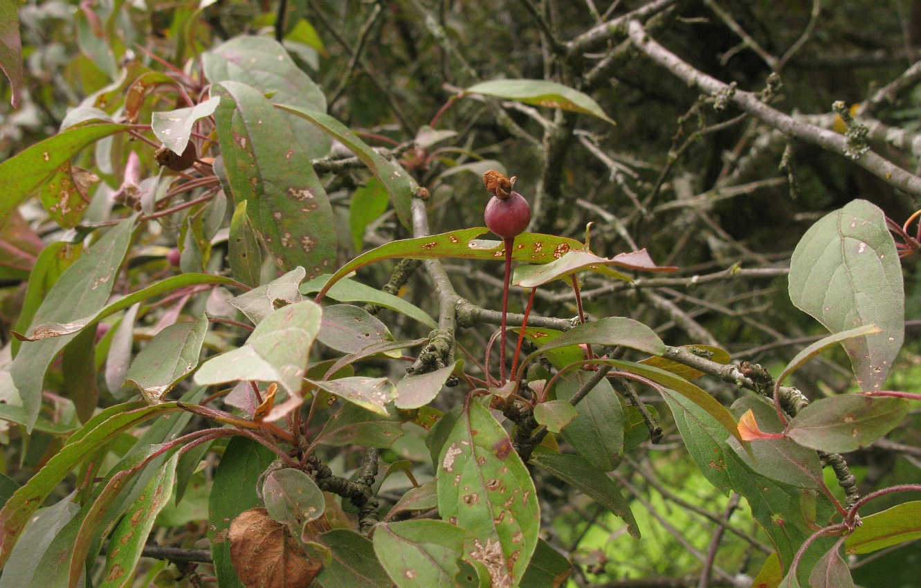 Изображение особи Malus niedzwetzkyana.