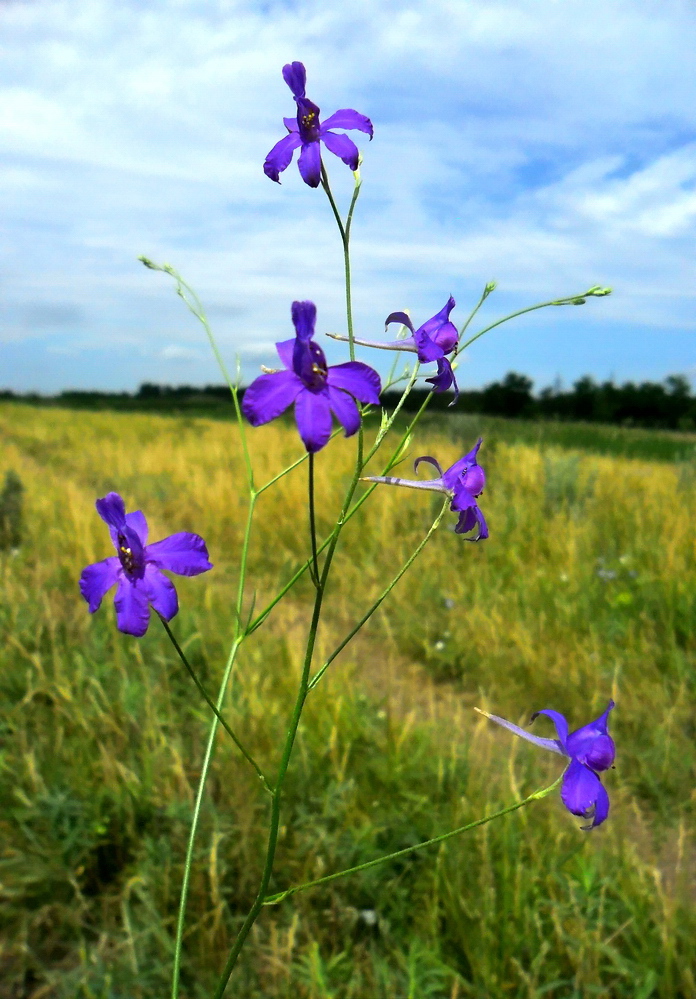 Image of Delphinium paniculatum specimen.