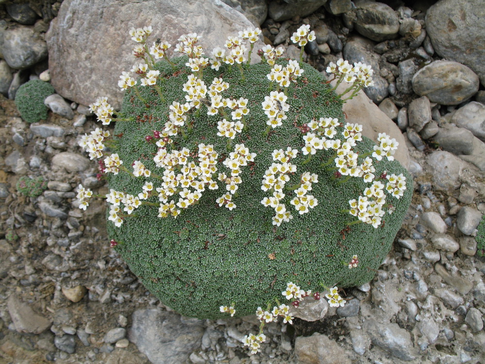 Image of Saxifraga alberti specimen.