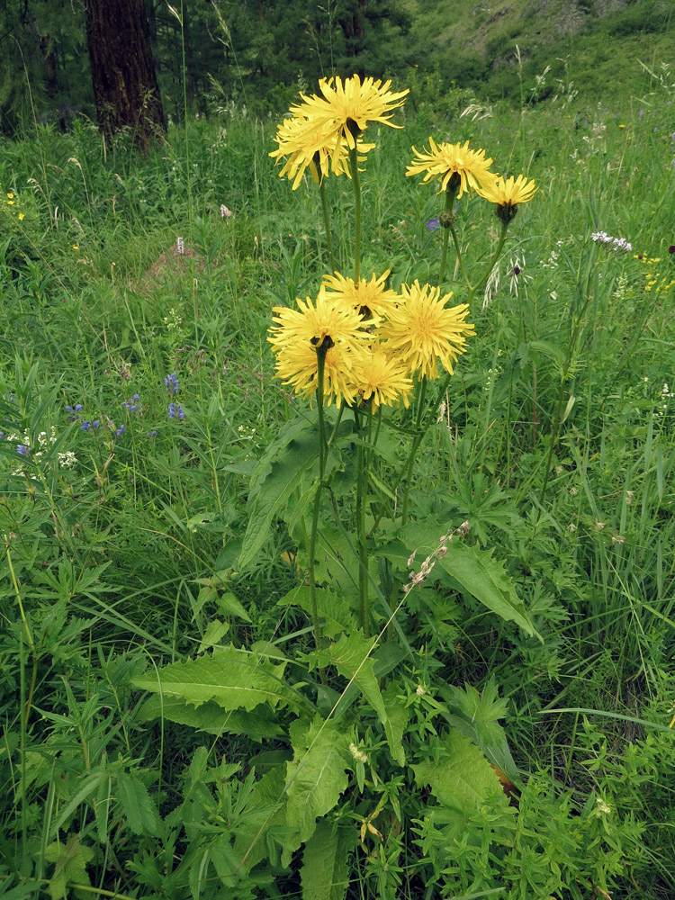 Image of Crepis sibirica specimen.