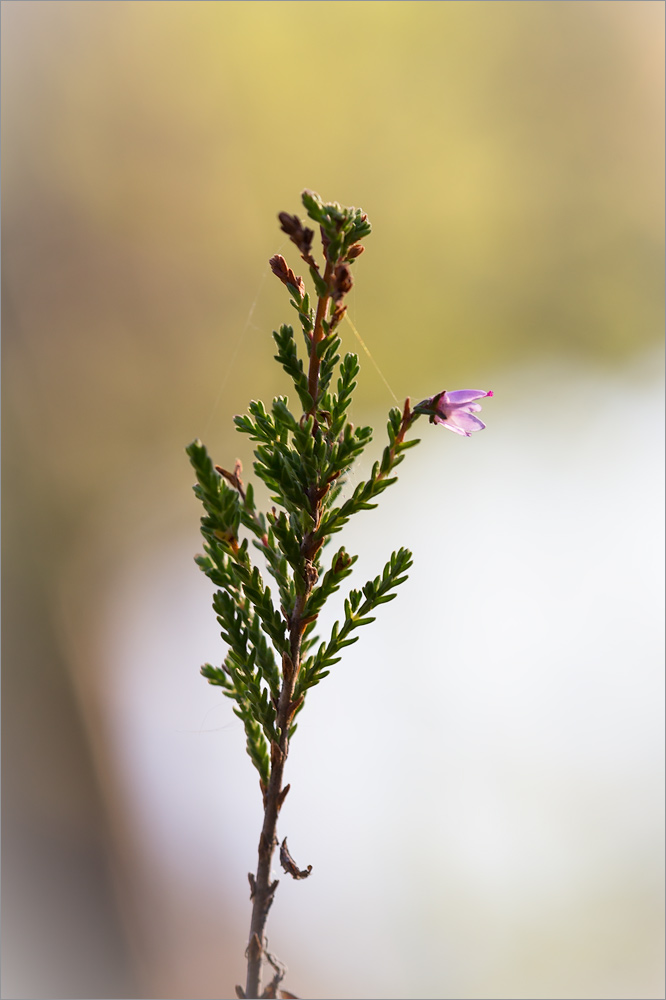 Image of Calluna vulgaris specimen.