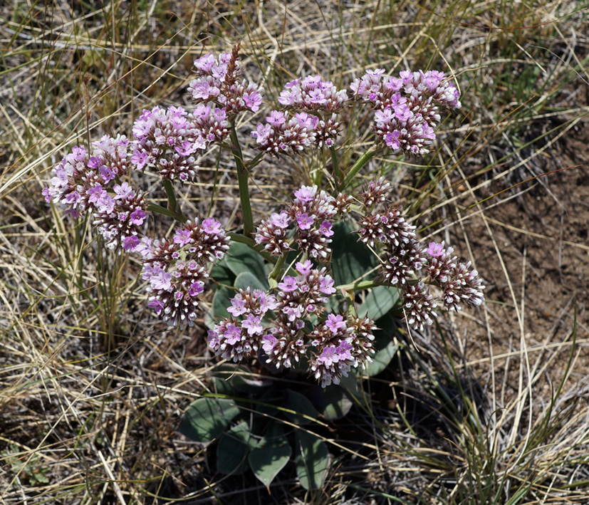 Image of Goniolimon speciosum specimen.