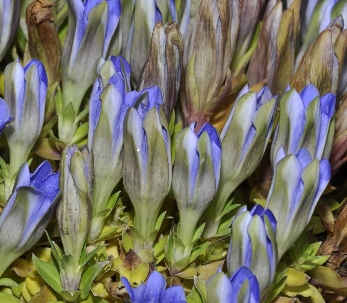 Image of genus Gentiana specimen.