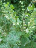 Scutellaria albida. Верхняя часть растения с цветами и плодами. Крым, Ялта, ущелье Уч-Кош. 05.08.2009.