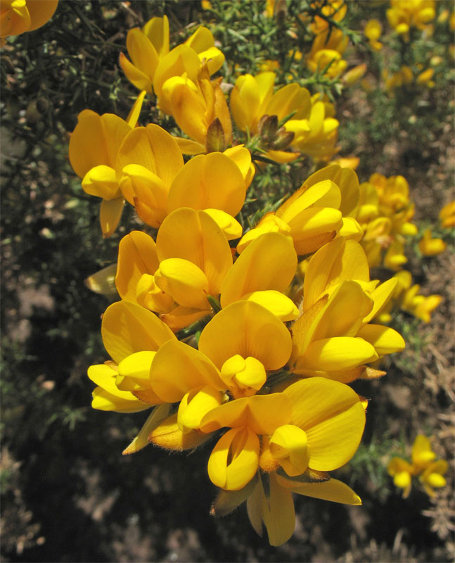 Image of Ulex europaea specimen.