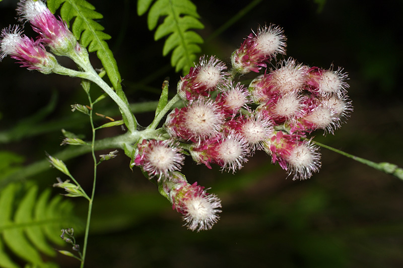 Image of Antennaria dioica specimen.