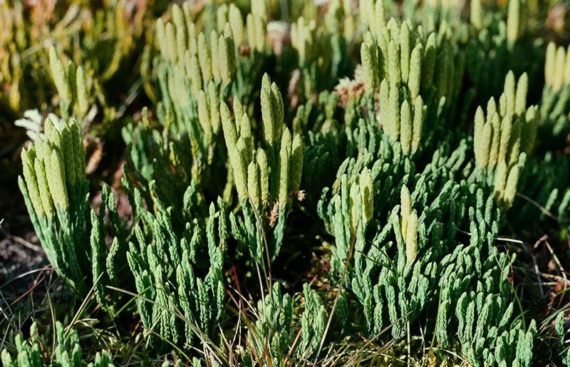 Image of Diphasiastrum alpinum specimen.