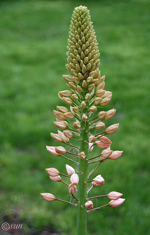 Image of Eremurus robustus specimen.