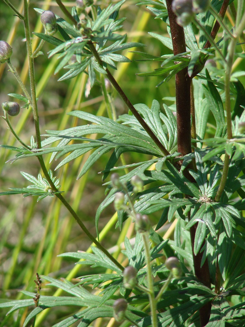 Image of Aconitum baicalense specimen.