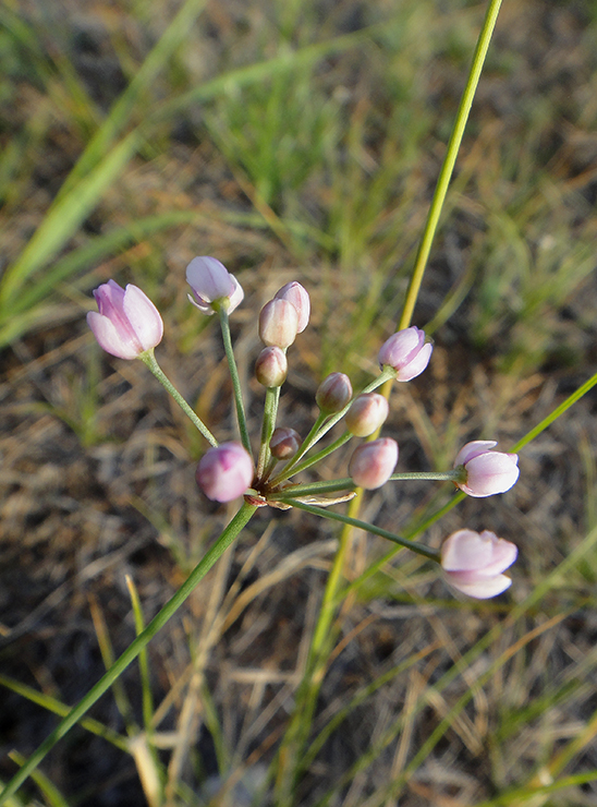 Image of Allium tenuissimum specimen.