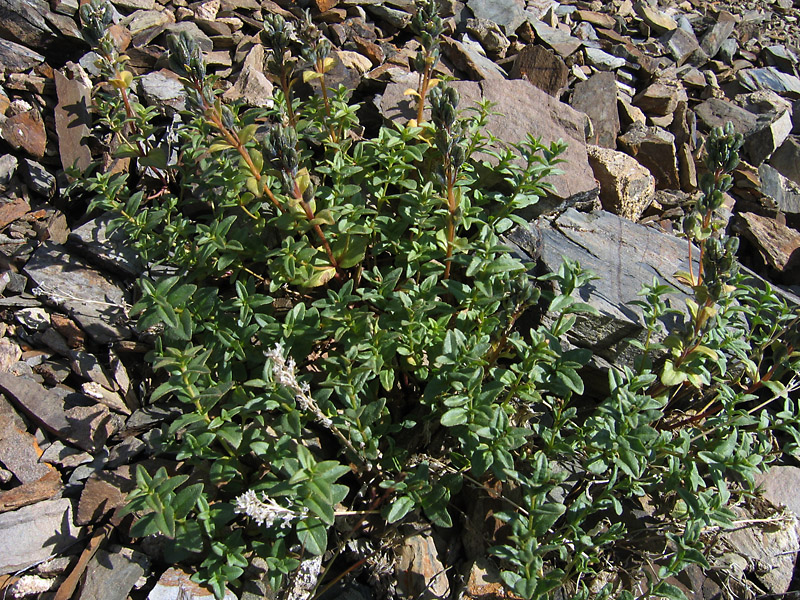 Image of Veronica macrostemon specimen.