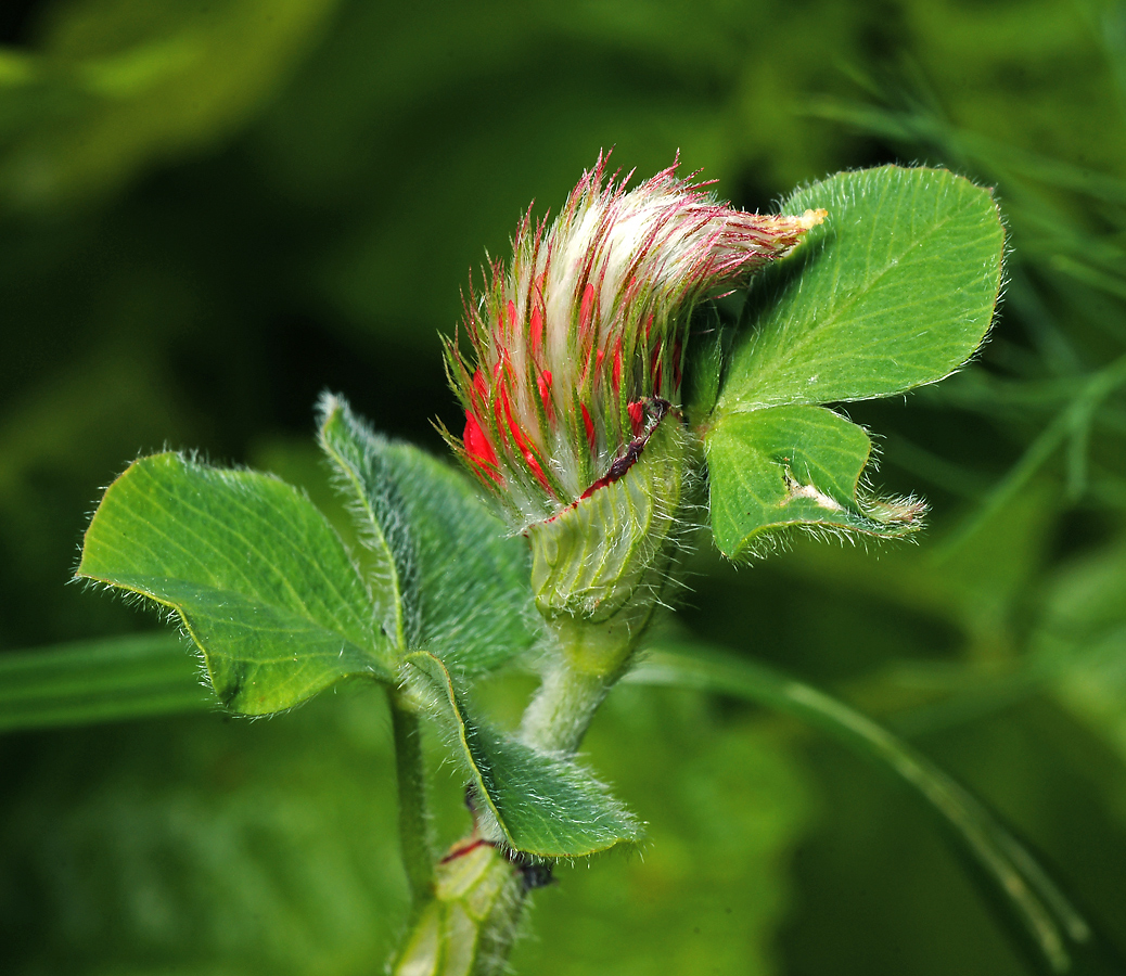 Image of Trifolium incarnatum specimen.