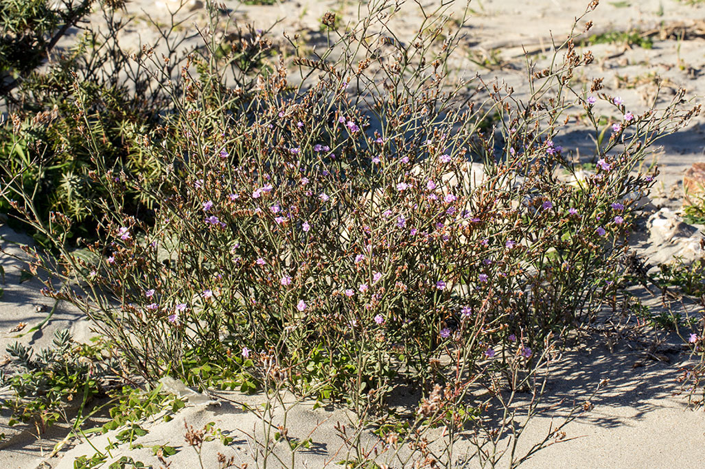 Изображение особи Limonium virgatum.