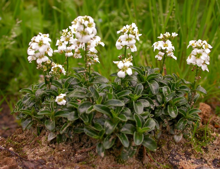 Image of Arabis × suendermanni specimen.