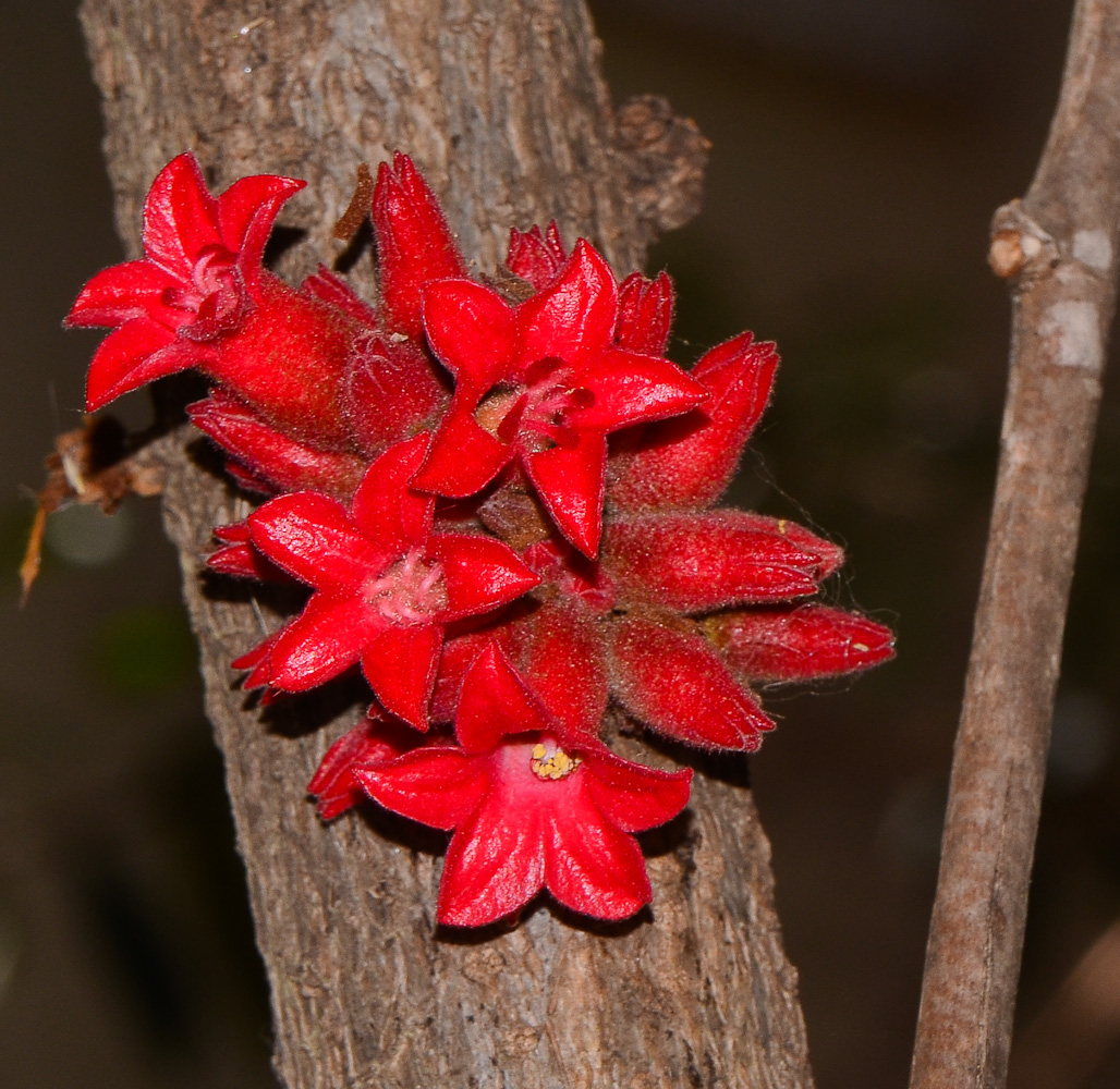 Изображение особи Brachychiton bidwillii.