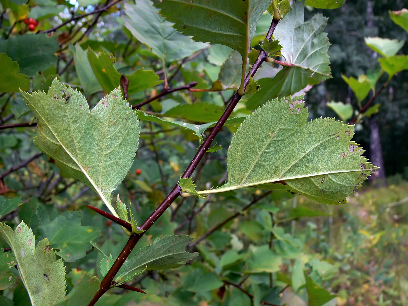 Изображение особи Crataegus chlorocarpa.