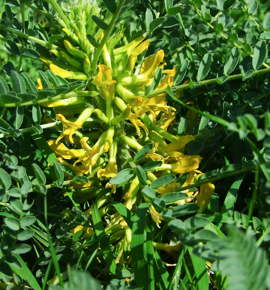 Image of Astragalus macrocarpus specimen.