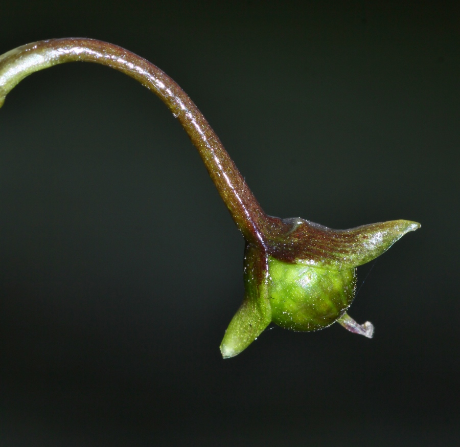 Изображение особи Utricularia macrorhiza.