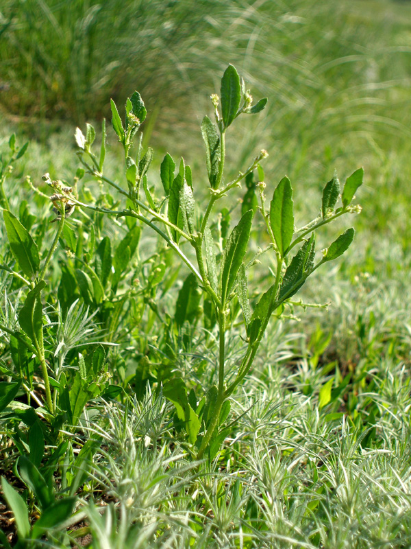 Image of Euclidium syriacum specimen.