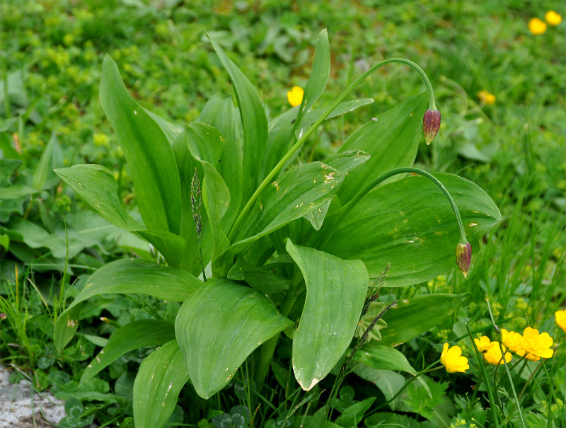 Image of Allium victorialis specimen.