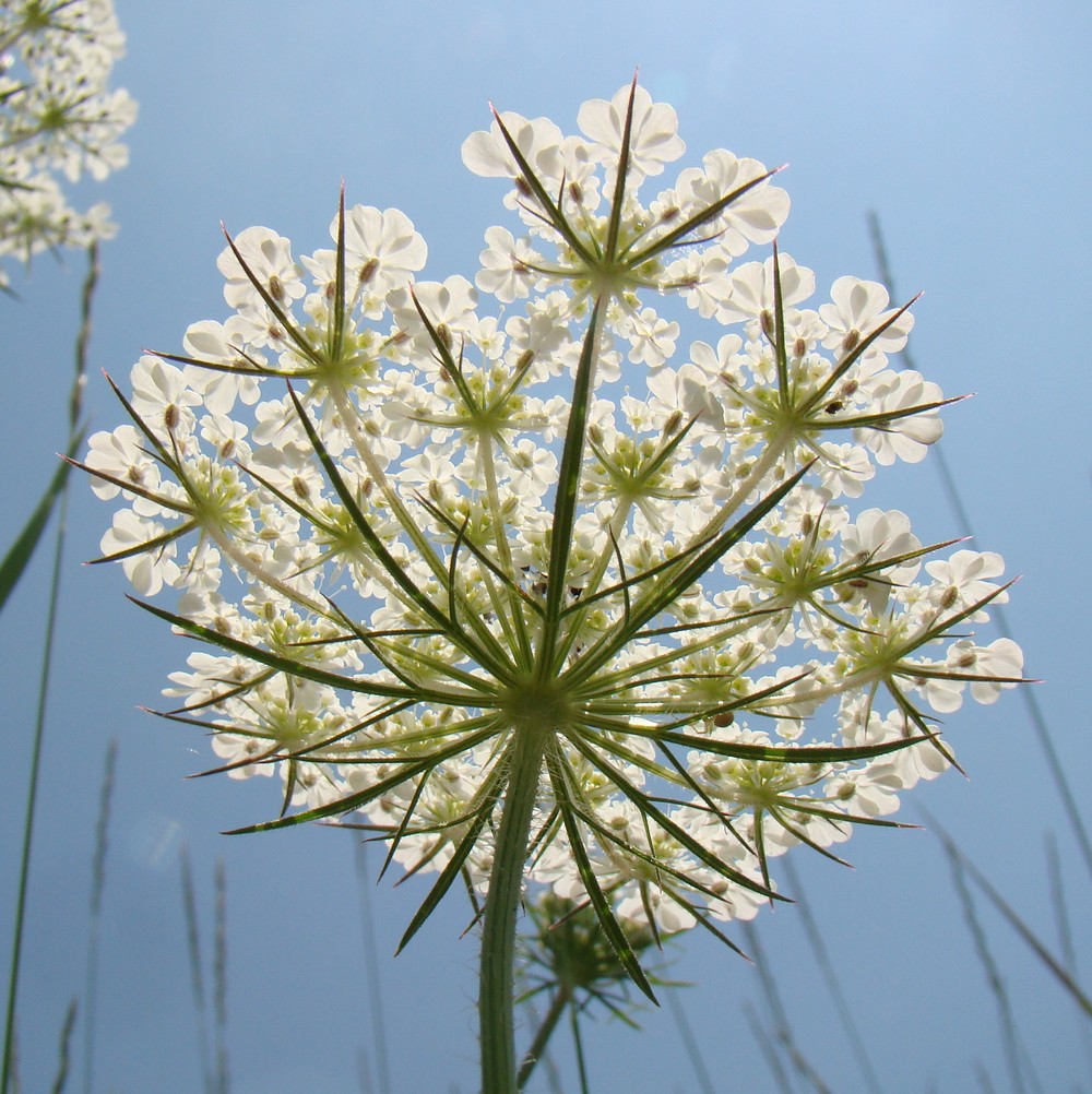 Image of Daucus carota specimen.