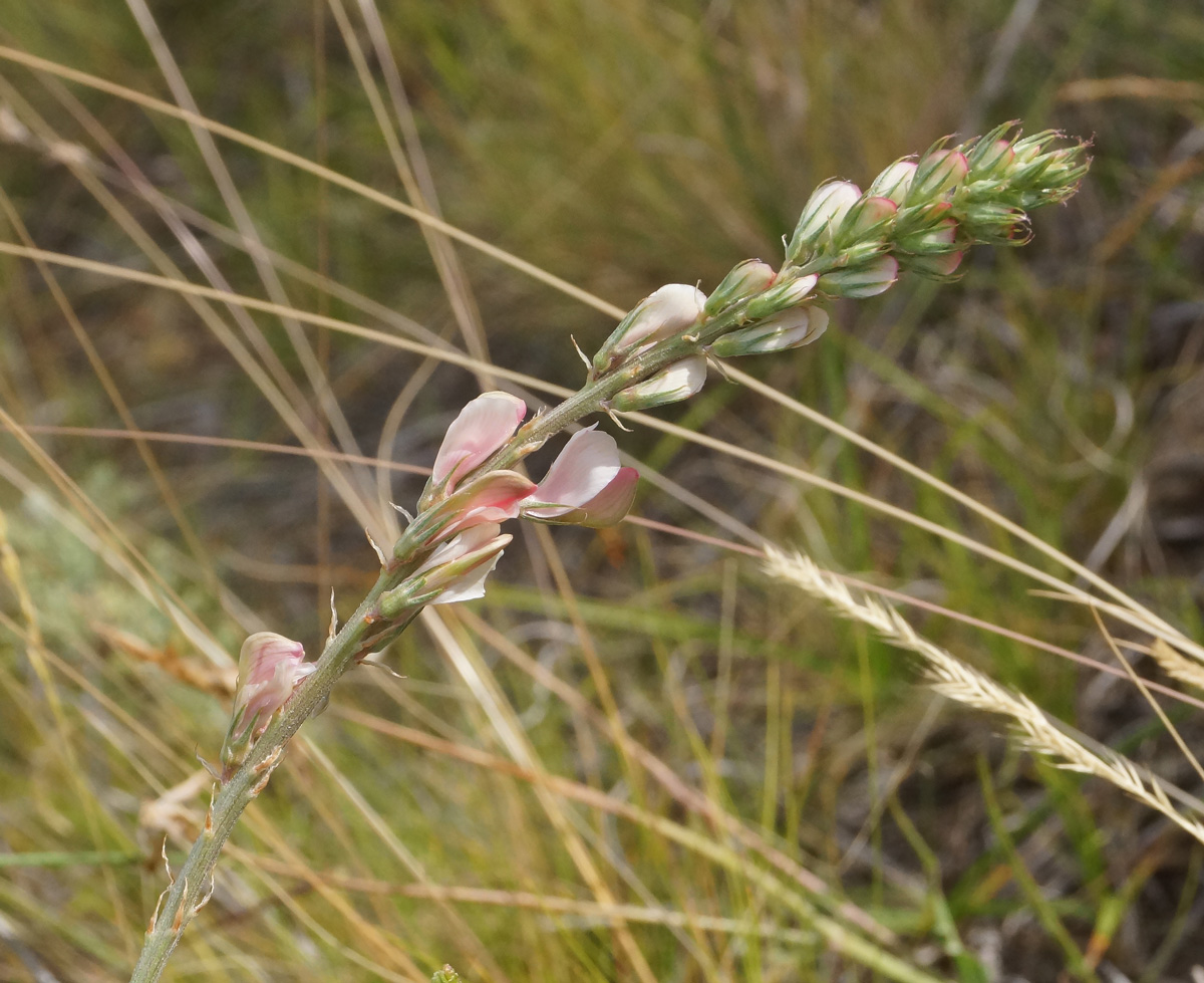 Изображение особи Onobrychis arenaria.