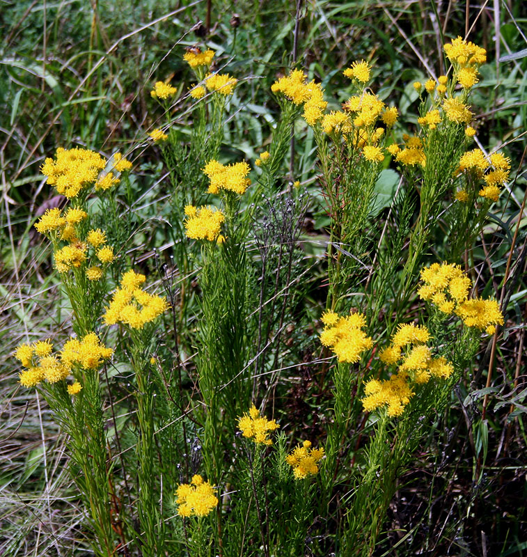 Image of Galatella linosyris specimen.