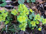 Chrysosplenium sibiricum