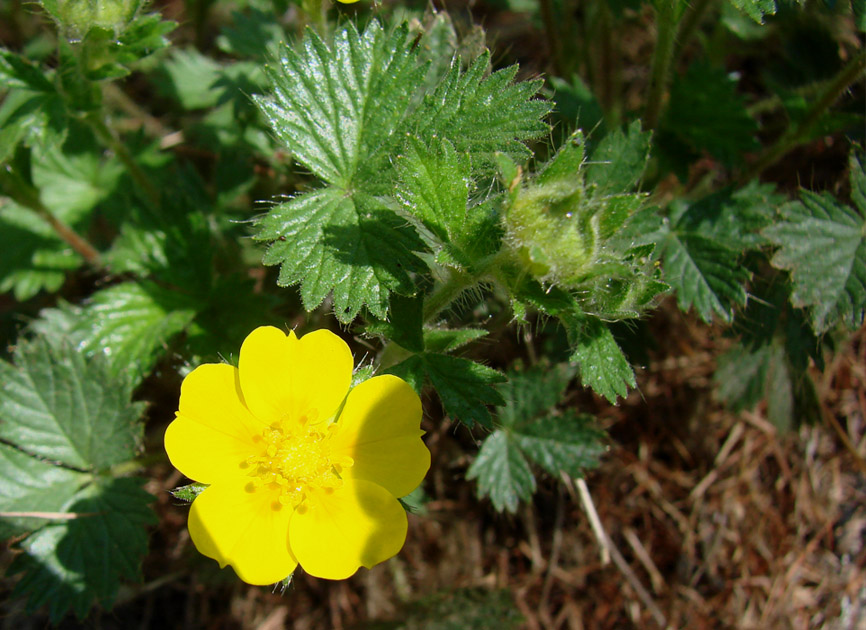 Image of genus Potentilla specimen.