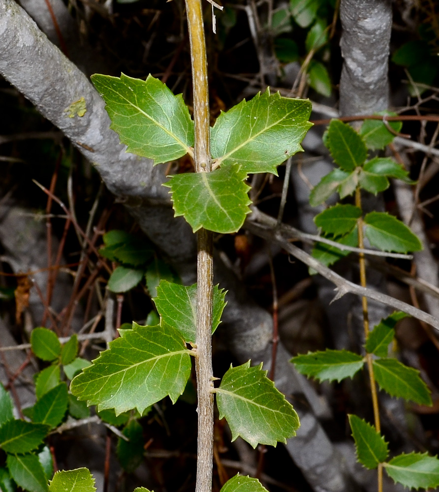 Image of Phillyrea latifolia specimen.