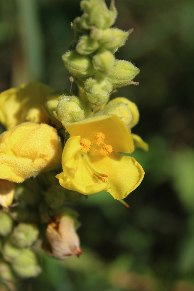 Image of Verbascum thapsus specimen.