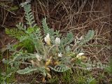 Astragalus testiculatus