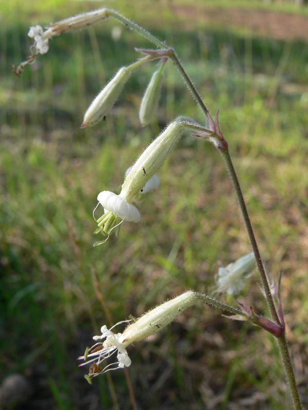 Image of Silene nutans specimen.