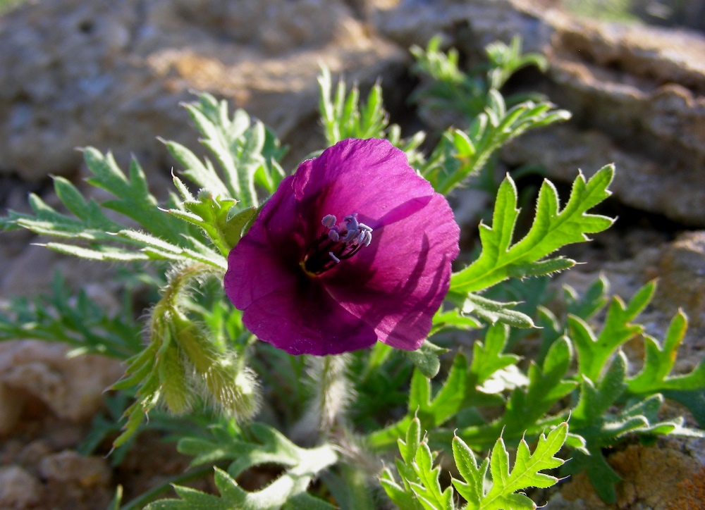 Image of Roemeria hybrida specimen.