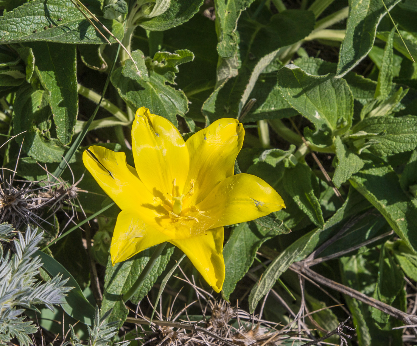 Изображение особи Tulipa suaveolens.