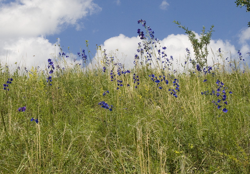 Image of Delphinium laxiflorum specimen.