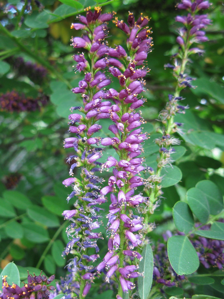 Image of Amorpha fruticosa specimen.