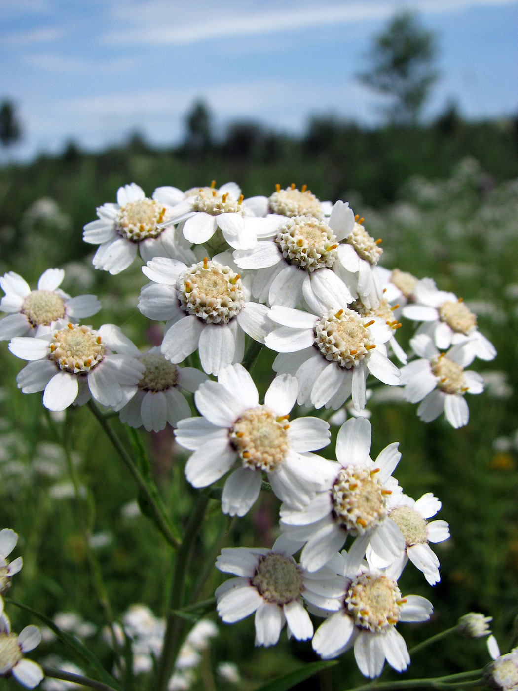 Image of Achillea cartilaginea specimen.