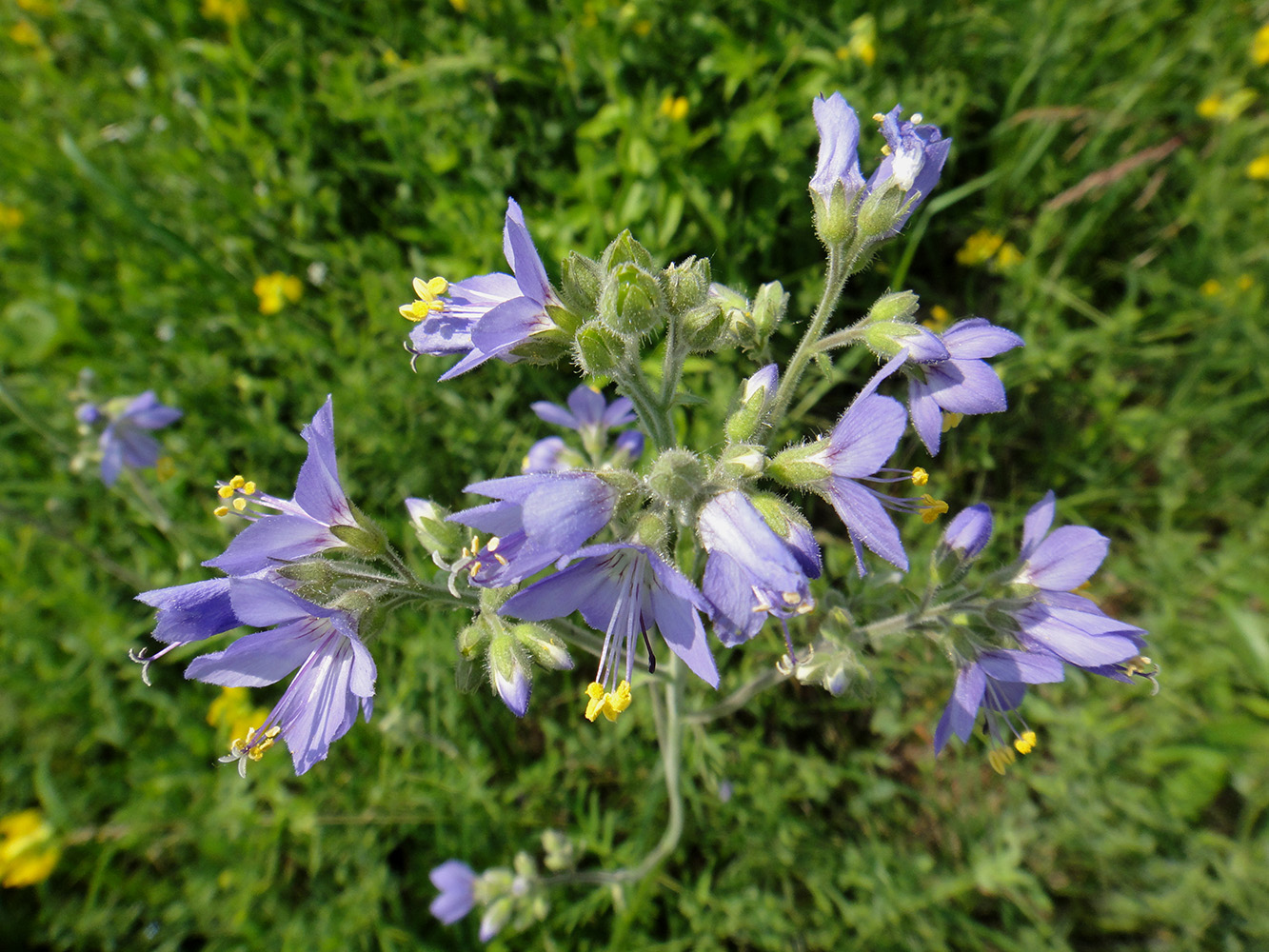 Image of Polemonium acutiflorum specimen.