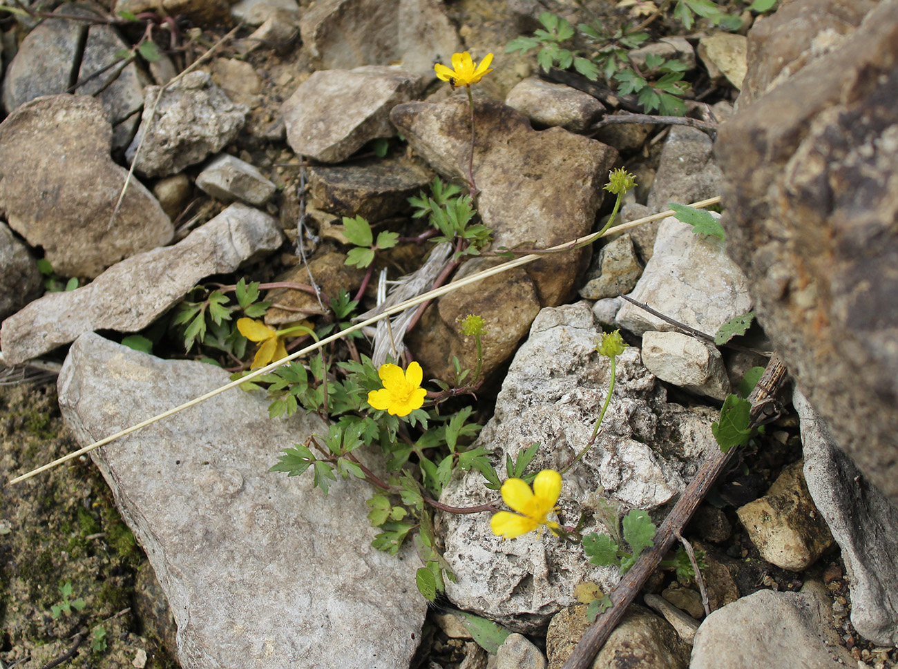 Изображение особи Ranunculus repens.